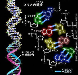 核酸 デオキシリボ DNAと遺伝子ってどう違うんですか？｜理科｜苦手解決Q&A｜進研ゼミ高校講座
